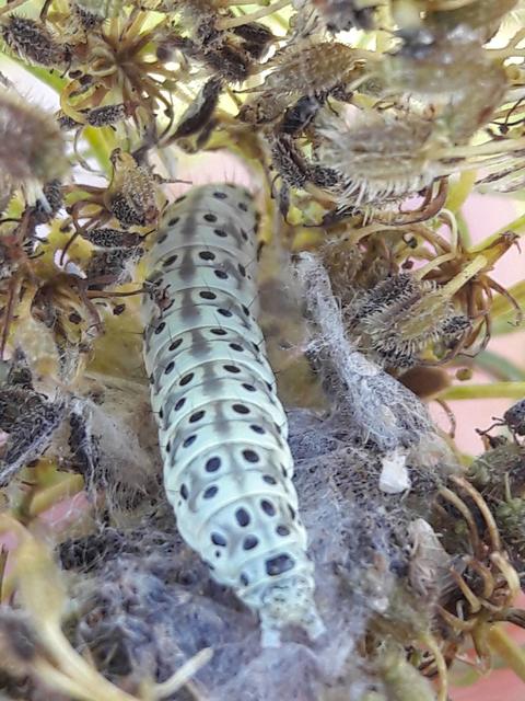 Sitochroa palealis - kénszárnyú dudvamoly