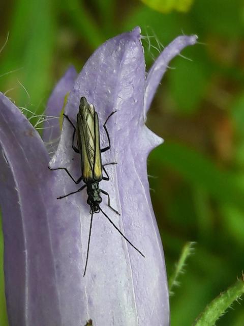 Oedemera pthysica - feketeszegélyű álcincér Oedemera pthysica - feketeszegélyű álcincér