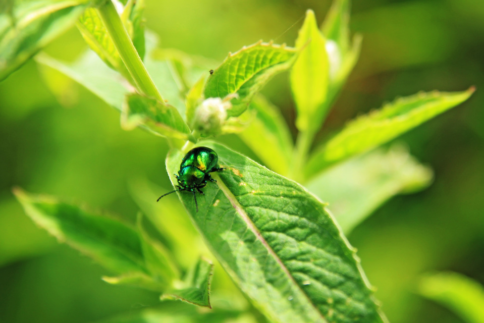 Chrysolina herbacea - zöld mentalevelész