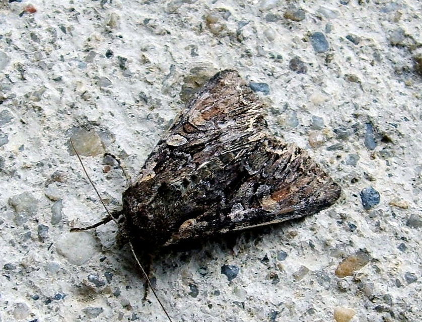 Lacanobia thalassina - borbolya-kertibagoly