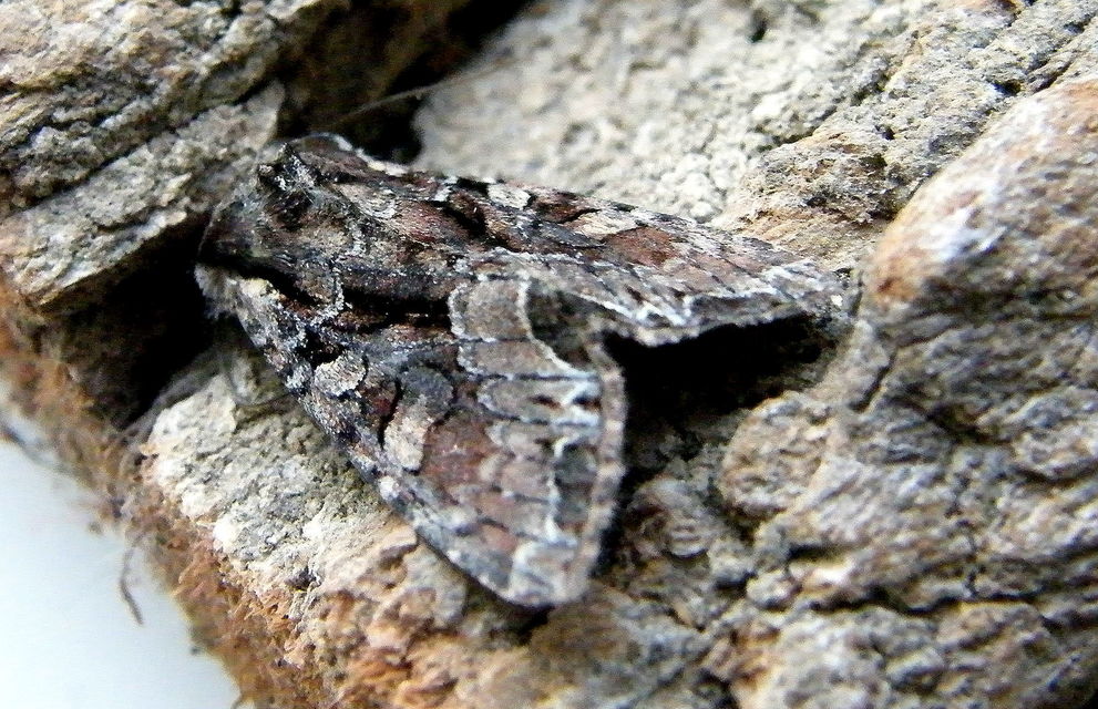 Lacanobia thalassina - borbolya-kertibagoly