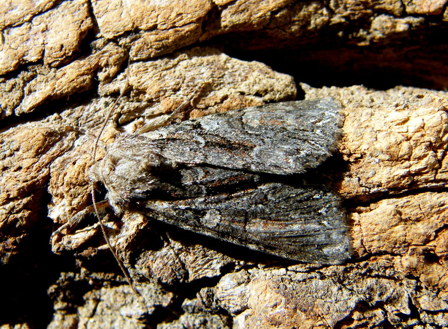 Lacanobia thalassina - borbolya-kertibagoly
