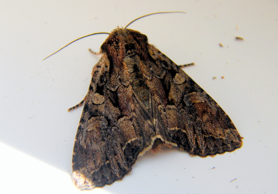 Lacanobia thalassina - borbolya-kertibagoly