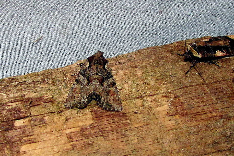 Lacanobia thalassina - borbolya-kertibagoly