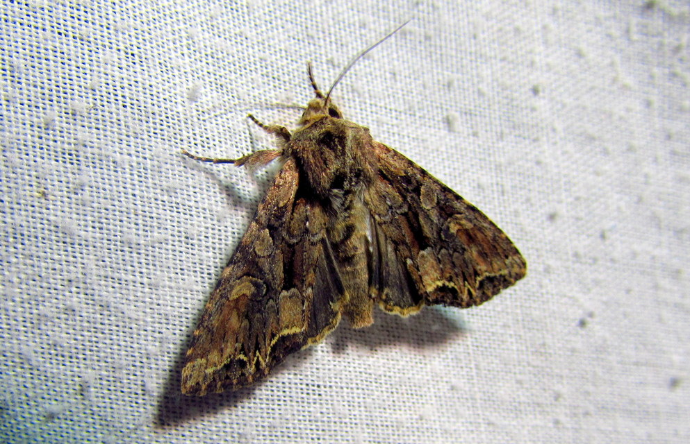 Lacanobia thalassina - borbolya-kertibagoly