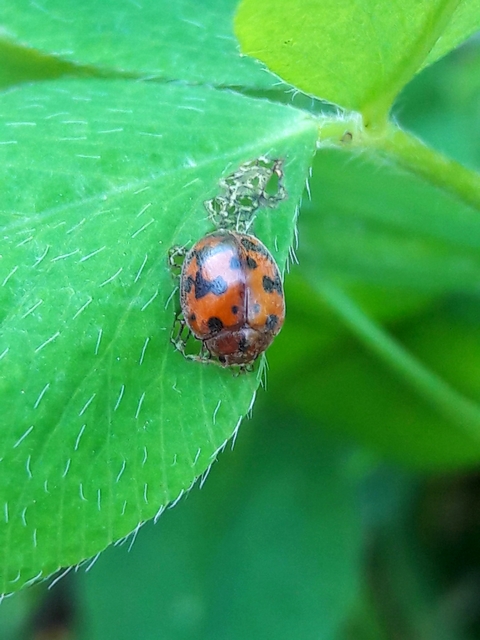 Subcoccinella vigintiquatuorpunctata - lucernaböde