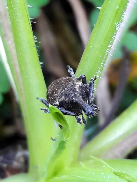 Lepyrus palustris - kétpettyes fűzormányos
