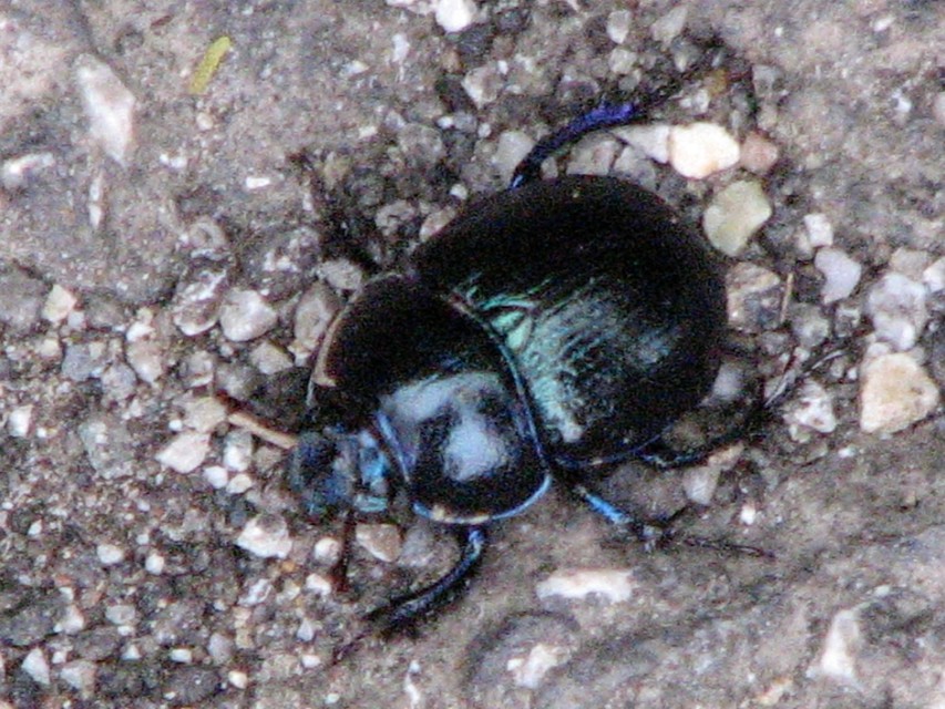 Anoplotrupes stercorosus - erdei álganéjtúró
