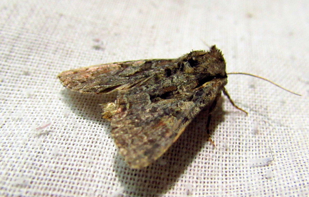 Lacanobia thalassina - borbolya-kertibagoly