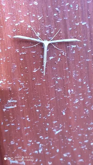 Emmelina monodactyla/argoteles
