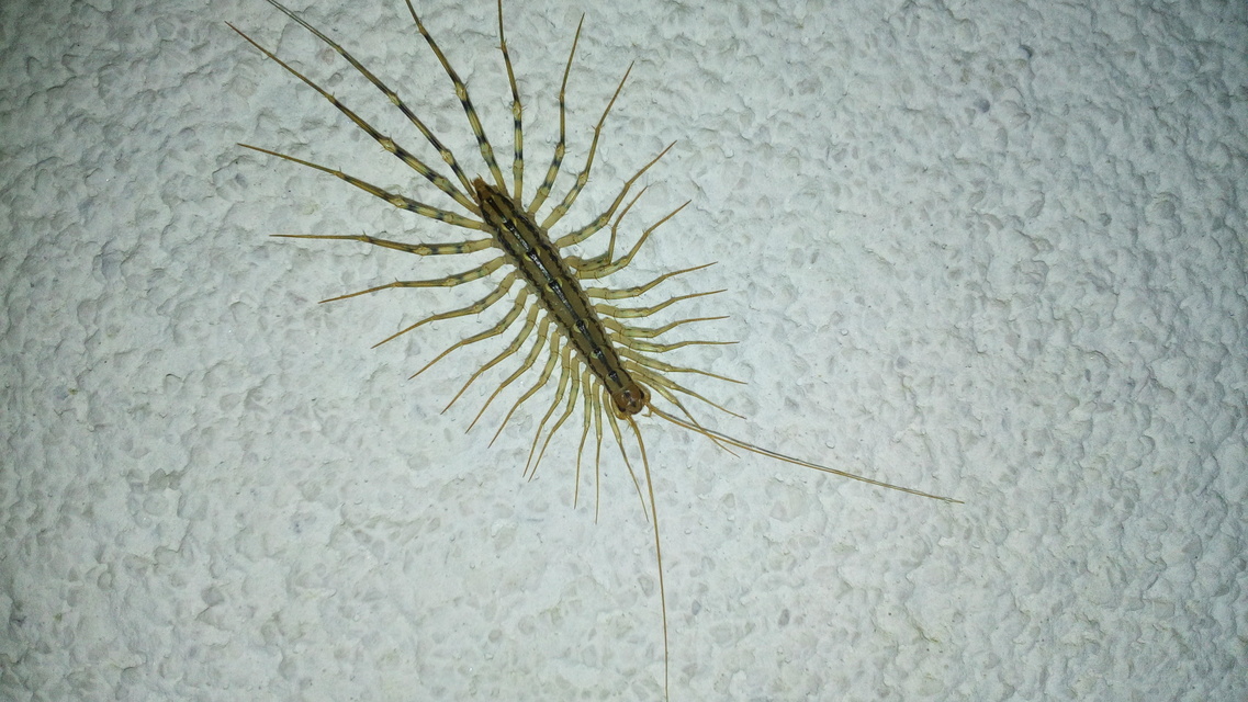 Scutigera coleoptrata - légyölő pókszázlábú