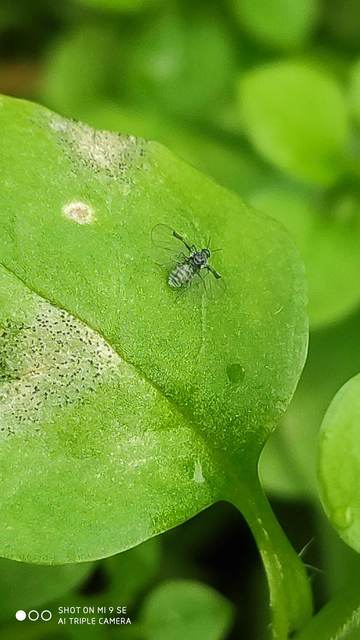 Aphididae - valódi levéltetvek