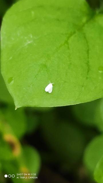 Aleyrodidae