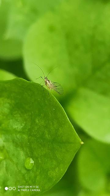 Aphididae - valódi levéltetvek
