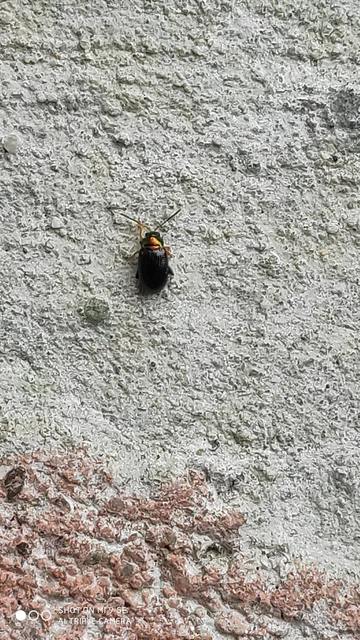 Crepidodera aurata - ékes fűz-földibolha