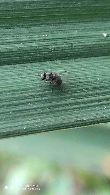 Platypezidae - kormoslegyek