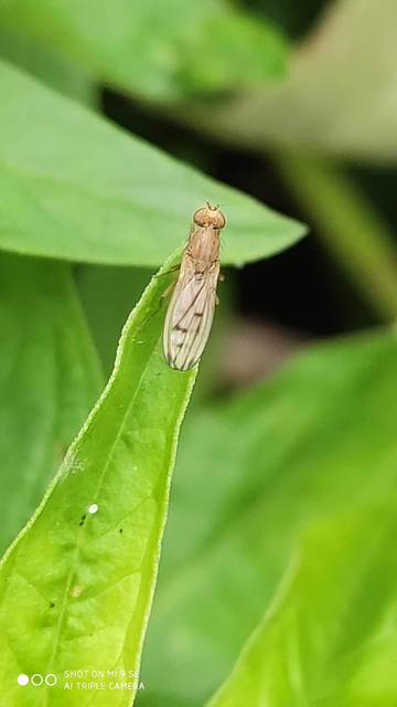 Opomyza florum