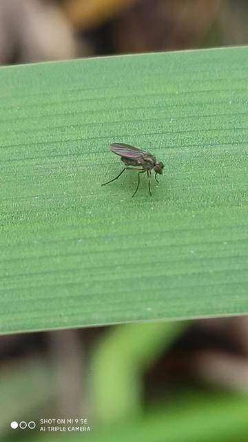 Dolichopodidae - szúnyoglábú legyek