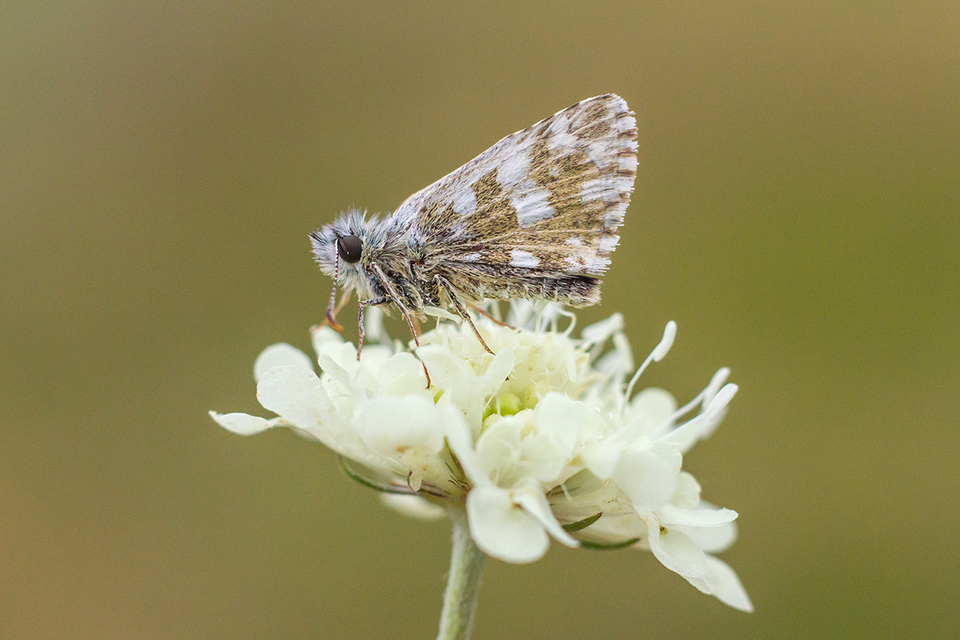 Pyrgus armoricanus - feles busalepke