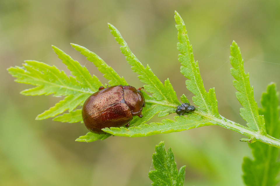 Chrysolina staphylaea - tavaszi levélbogár