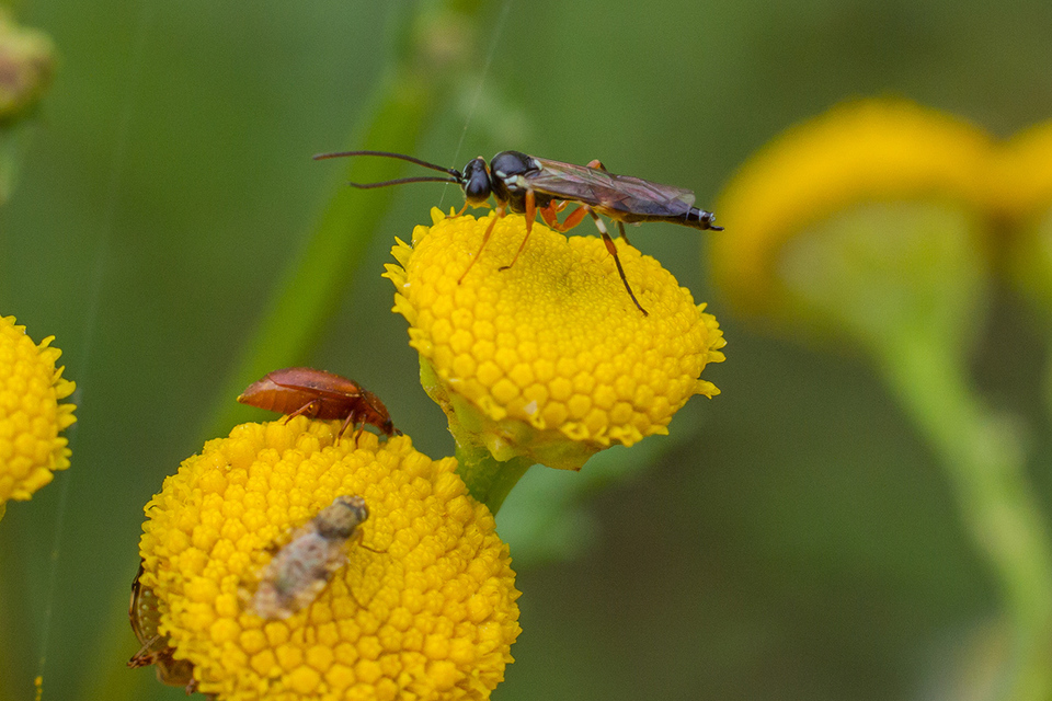 Diplazon laetatorius