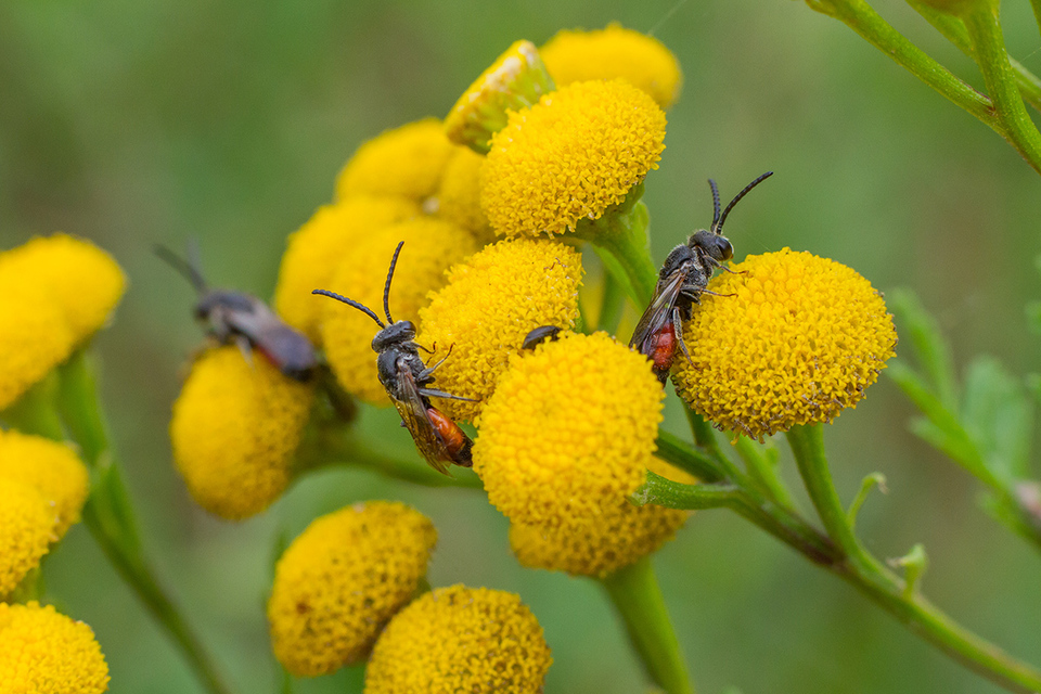 Sphecodes