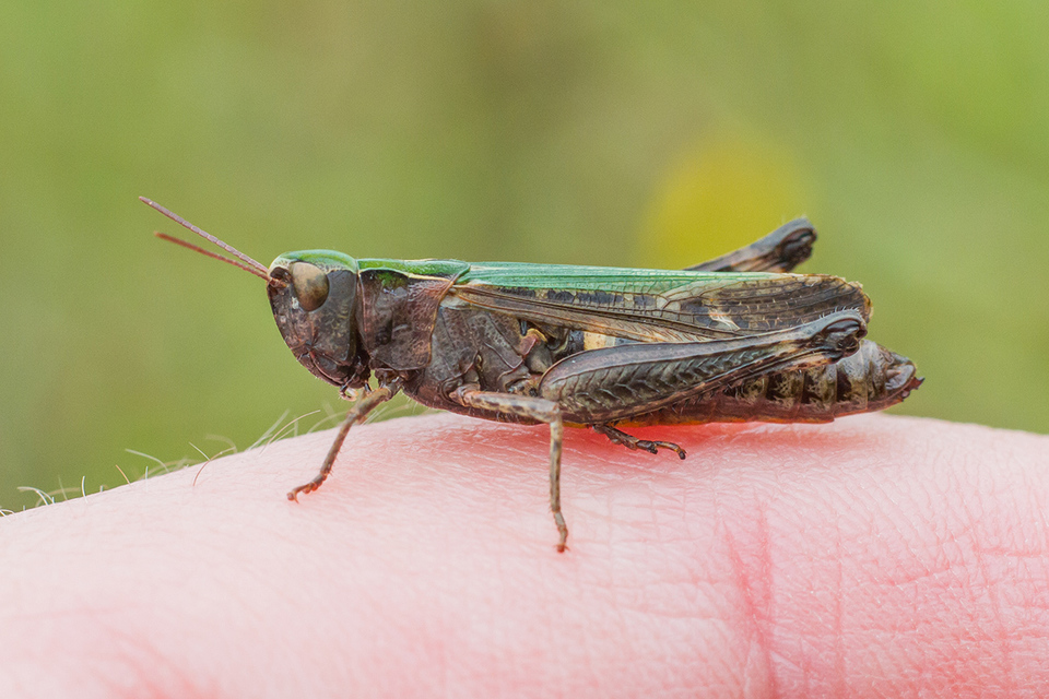 Omocestus rufipes - vöröshasú tarlósáska
