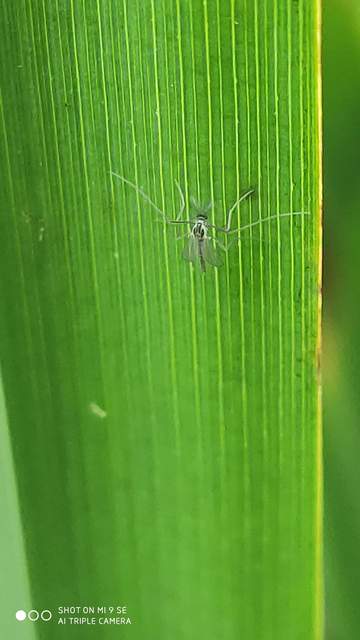 Chironomidae - árvaszúnyogok