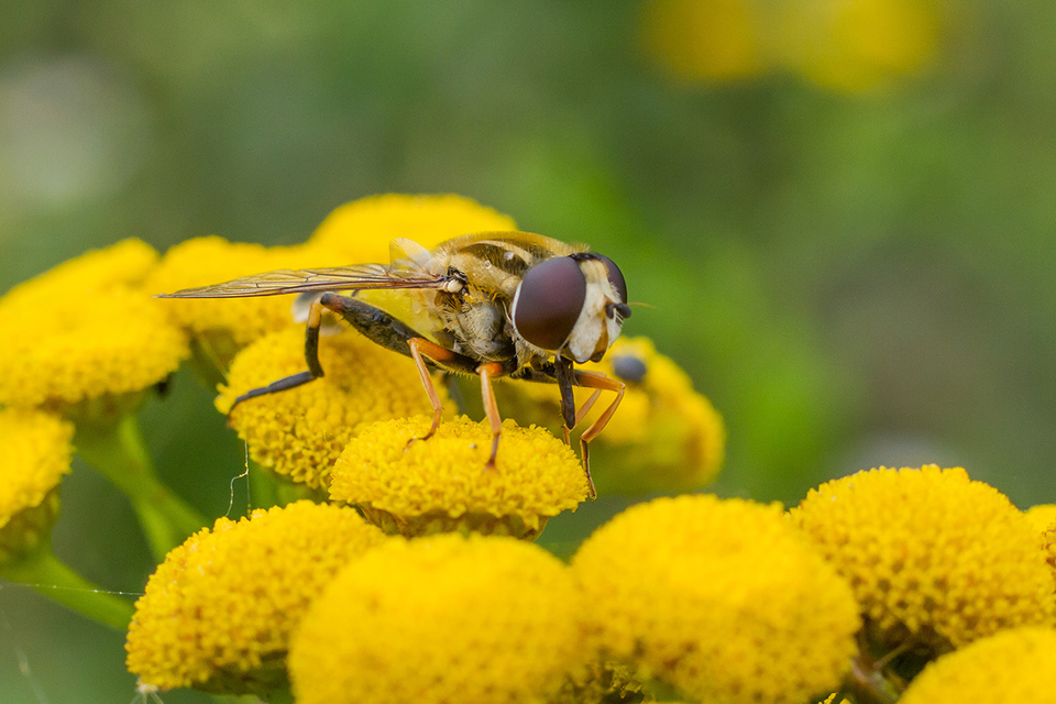Helophilus trivittatus - nagy mocsárilégy