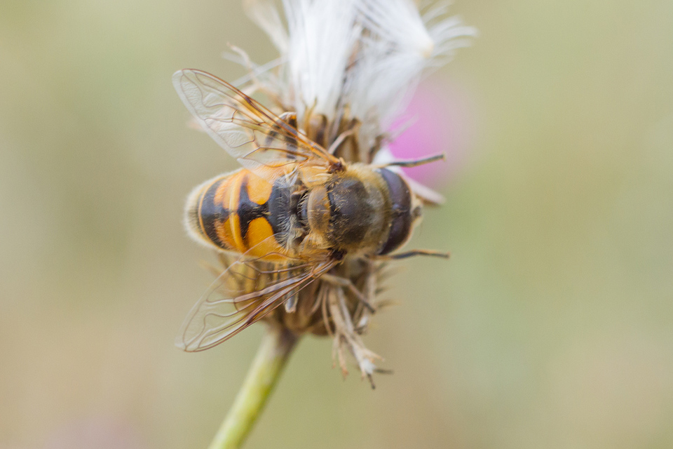 Eristalis tenax - közönséges herelégy