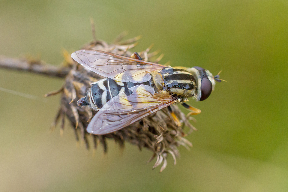 Helophilus trivittatus - nagy mocsárilégy