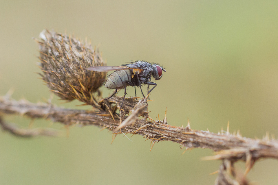 Muscidae - igazi legyek