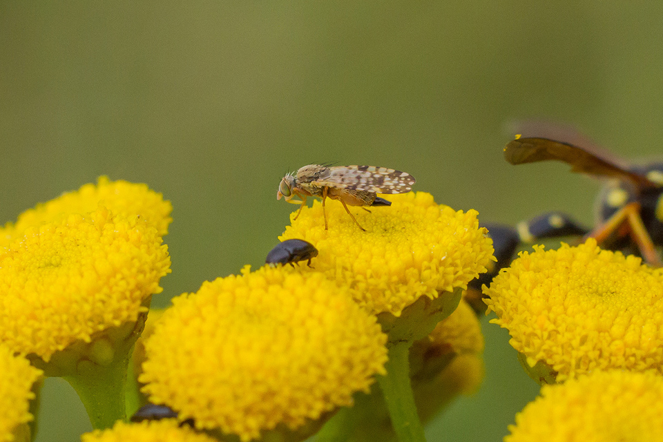Tephritidae - fúrólégyfélék