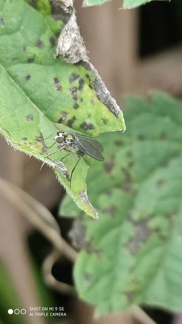 Dolichopodidae - szúnyoglábú legyek