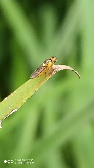 Chloropidae - gabonalegyek