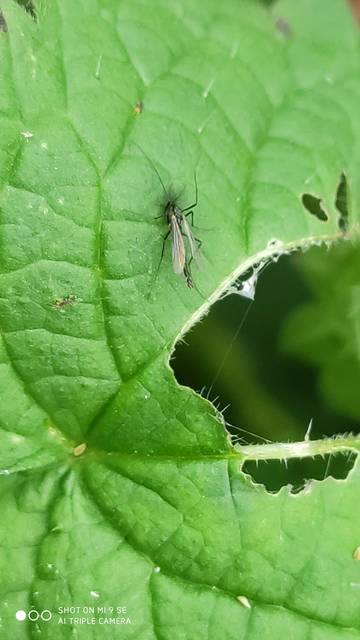 Chironomidae - árvaszúnyogok