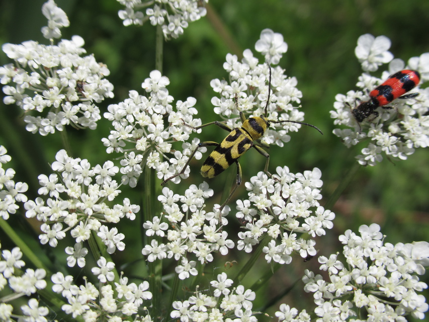 Chlorophorus varius - díszes darázscincér