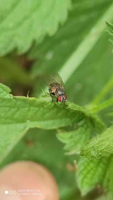 Muscidae - igazi legyek