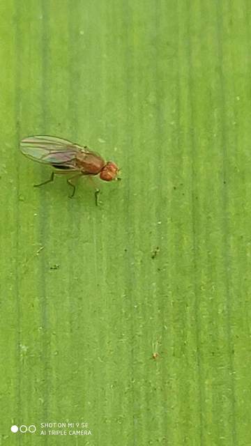 Drosophilidae - muslicafélék