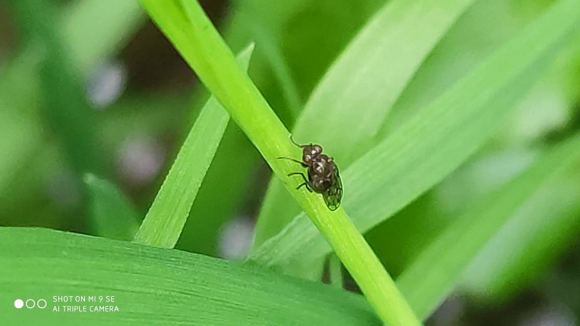 Parydra