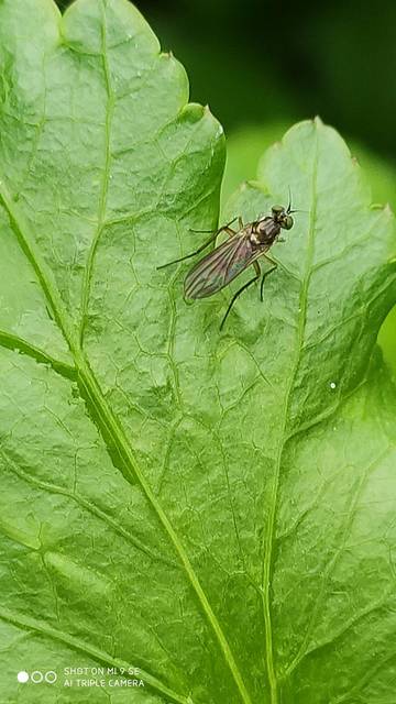 Dolichopodidae - szúnyoglábú legyek