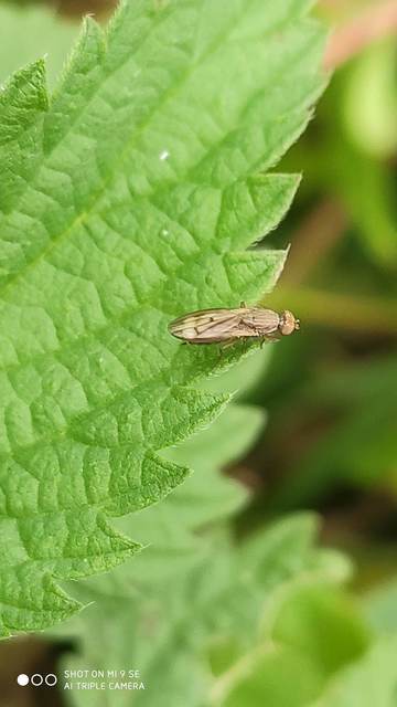 Opomyza