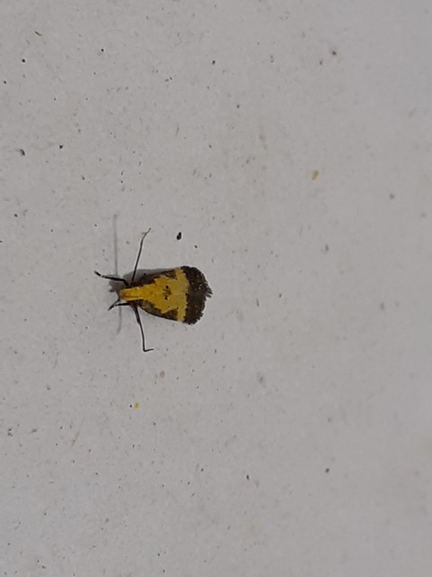 Brachmia dimidiella - citromkocsord-lápimoly