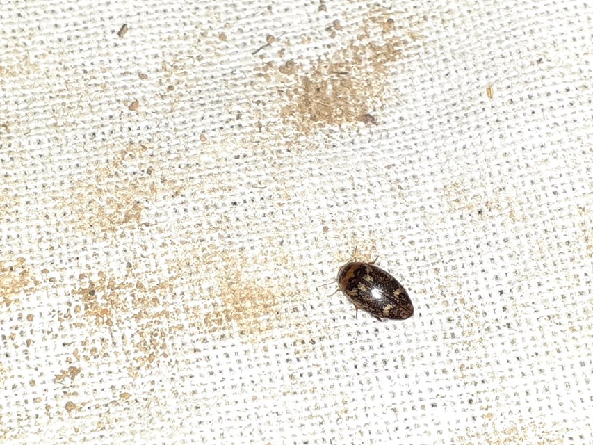 Laccophilus poecilus - tarka bukóbogár