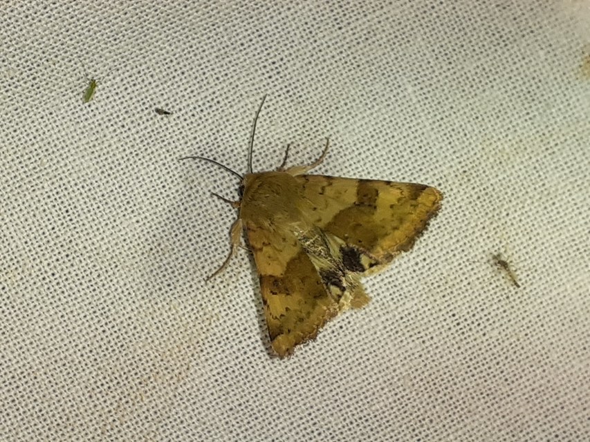Heliothis viriplaca - mácsonyabagoly