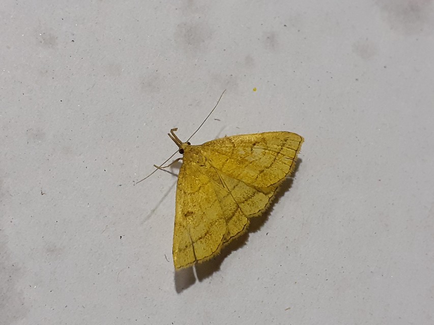 Polypogon gryphalis - láperdei karcsúbagoly