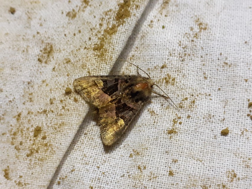 Euplexia lucipara - szeder-csipkésbagoly