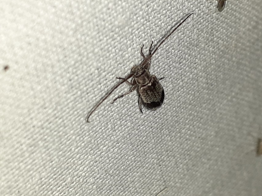 Exocentrus punctipennis - szilfa-rőzsecincér
