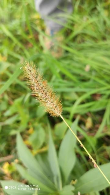 Aphididae - valódi levéltetvek