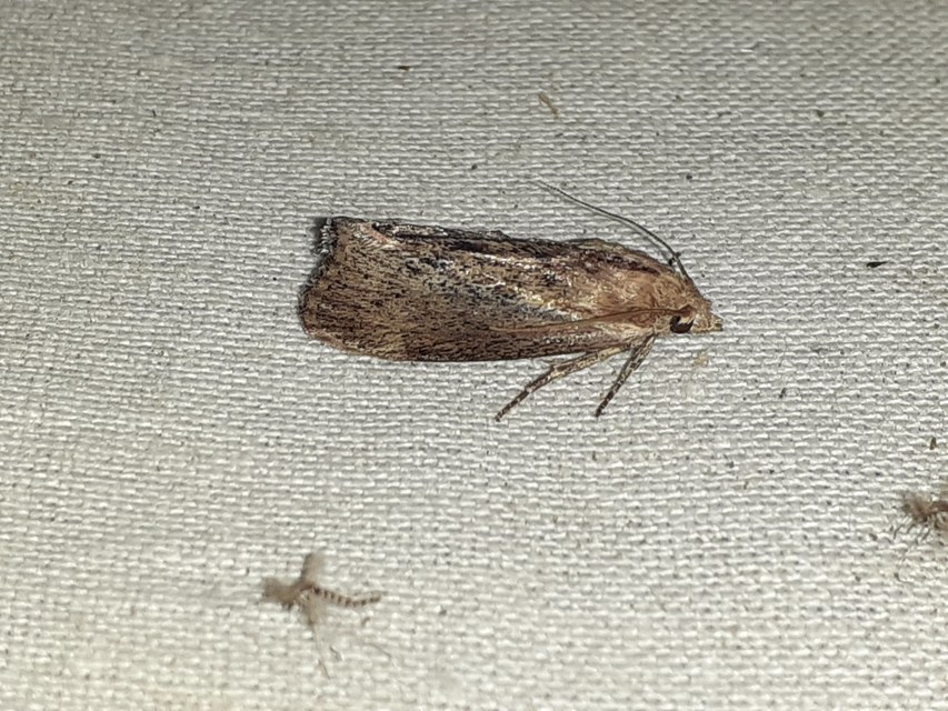 Galleria mellonella - nagy viaszmoly